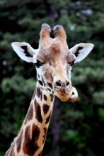 Unterbrechen Sie nicht Abendessen / Six flags. Safari.