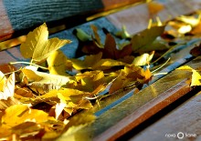 ... Wissen, wie Sie riechen die Blätter im Herbst? .. / ***