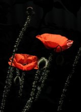 Zeit der Mohn (2) / ********************