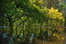 Singende Bäume, Wasser glänzen! / ***