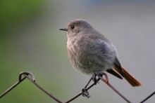 redstart / ***