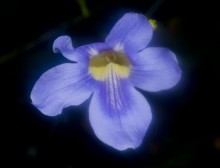 Indigo / ***