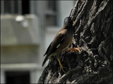 BIRDIE PORTRAIT / *******