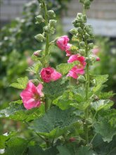 Blume * / ***
