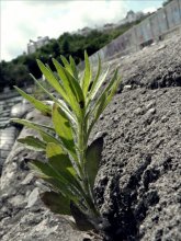 Das Leben in den Asphalt / ......