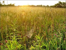 solntseperedachi Linie. Bauernhof Sonnenaufgang .. 5 / ................