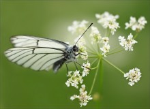 Winged Beauty / ...........