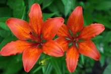 Am Blumenbeet / ***
