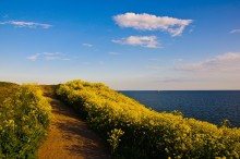 Der Weg zum Meer / ***