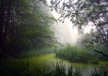 Morgen im Wald / ______________