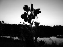 Sonnenuntergang / ***