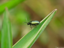 Käfer / ***