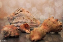 Im Winter, Sie wollen das Meer. / ***