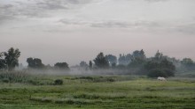 Früh am Morgen auf einer Wiese / ***