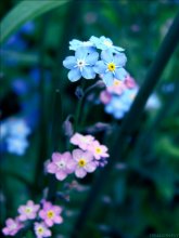 Forget-me- / ----------------------