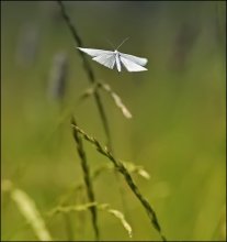 Flying in die Ferne ... / ***