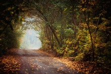 Autumn road / In the Autumn park, cold morning