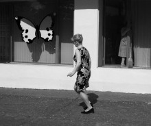 Schmetterlinge / ***