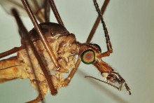 gnat-Kran-fly (Tipulidae) / *****