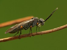 Sawfly / Dolerus sp.
