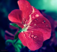 Geranie / **************