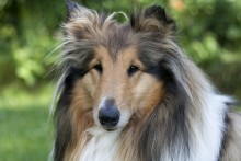 Millie Collie / ***