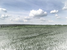 Sommerwiese / ***