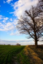 3 htsvetny Landschaft / .....