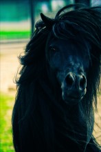 Pony / ***