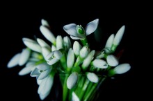 Bouquet von Schneeglöckchen / ***