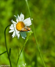 Schmetterling / **************