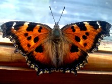 Schmetterling / ***