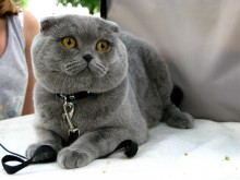 Scottish Fold. / ***