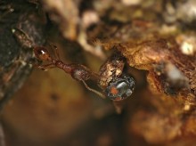 Ladybird bullheaded Scymnus frontalis und die Ameisen Myrmica rubra / ******