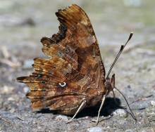 Schmetterling # 4 / Les feuilles mortes?