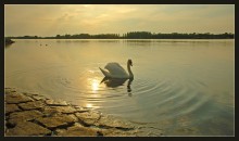 Abend auf dem Rhein / ***