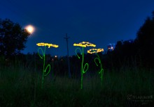 Sunflowers / ***
