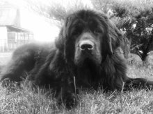 Die weltweit besten Freund / ***