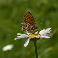 Schmetterling # 5 / ***