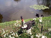 Black Swan. / ***
