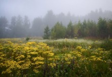 Die Zeit bis zur Blüte / ********