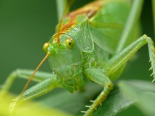 Grasshopper Singen / Tettigonia cantans