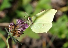 Schmetterling / ***