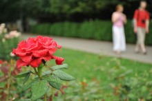Rose / ***