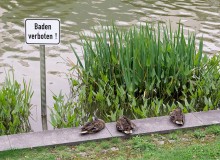 Schwimmen ist verboten / ***