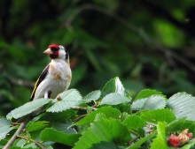 Red Heads / ***