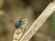 Weevil / ***