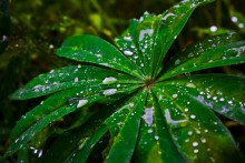 Nach dem Regen / ***