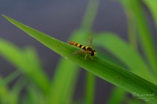 Striped Fliegen / ***