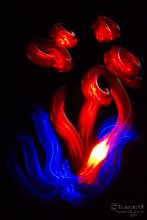 Feuer / ***